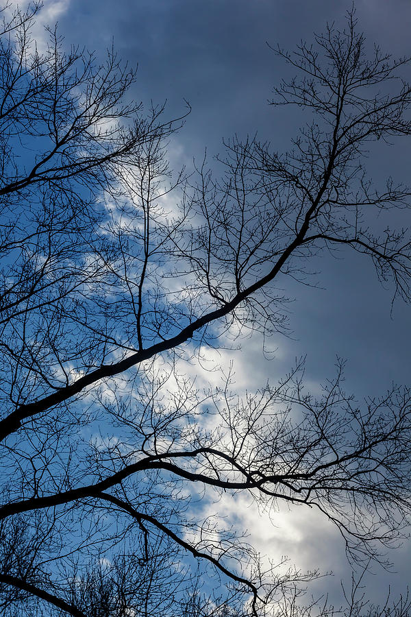 Spring Trees Clouds and Sky #2 Photograph by Robert Ullmann