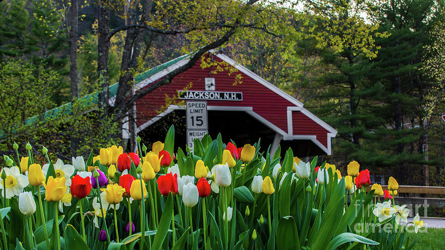 Spring tulips in New Hampshire #3 Photograph by New England Photography