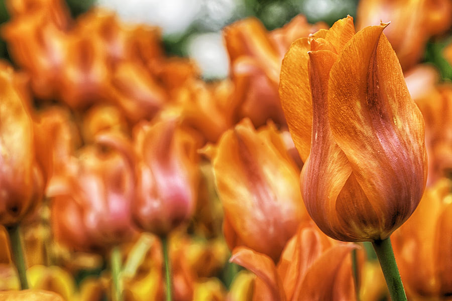 Spring Photograph - Spring Tulips #2 by Jodi Jacobson