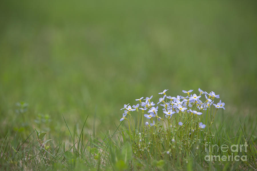 Spring Wildflowers #2 Photograph by Diane Diederich