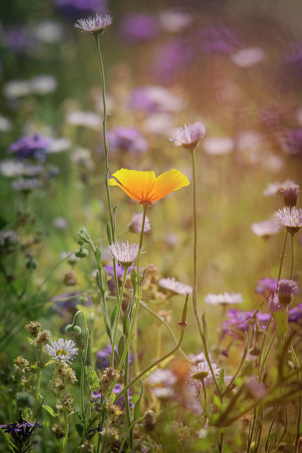 Spring Wildflowers  #2 Photograph by Saija Lehtonen