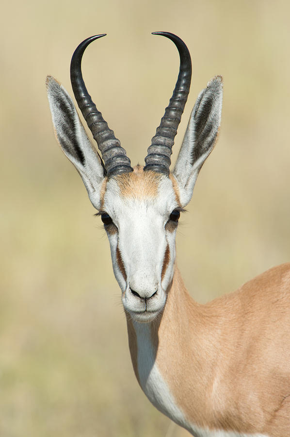 Nature Photograph - Springbok Antidorcas Marsupialis #2 by Panoramic Images