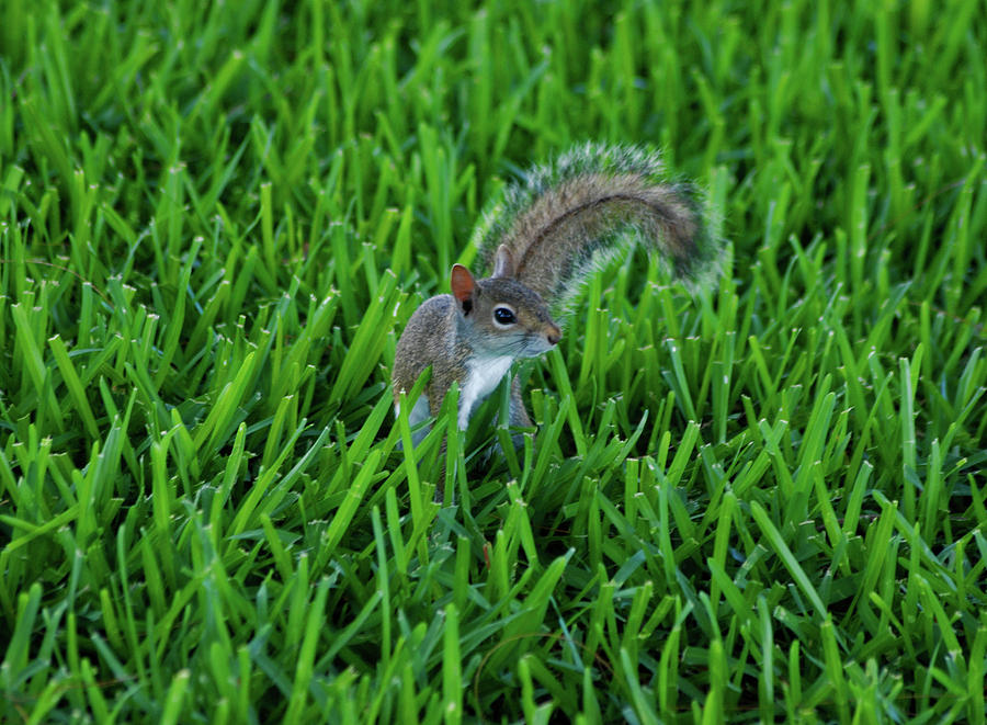 2- Squirrel Photograph by Joseph Keane