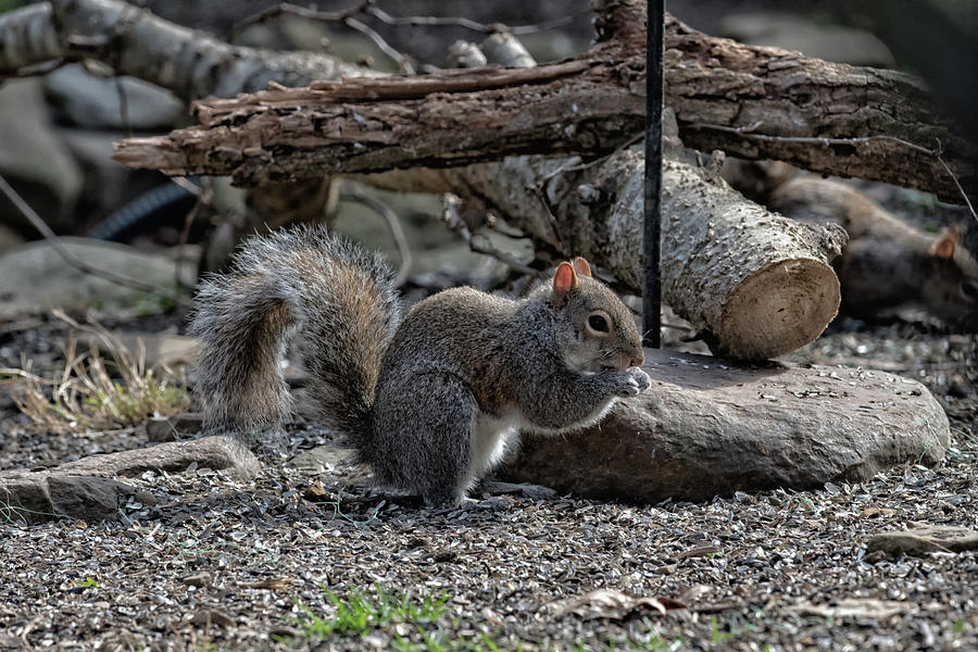 Squirrel Portrait  #2 Photograph by Joseph Caban