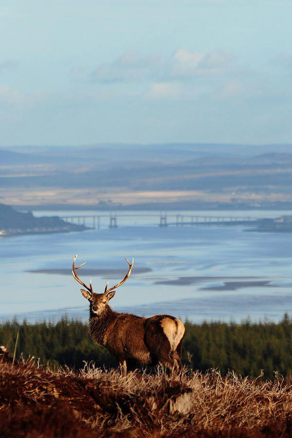 Stag Overlooking the Beauly Firth and Inverness #2 Photograph by Gavin Macrae