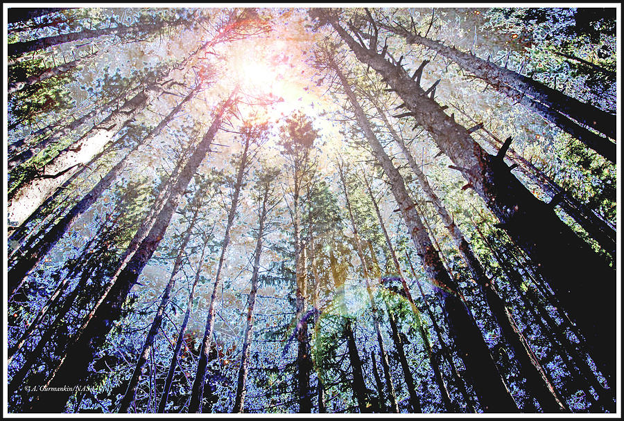 Stand of Conifer Trees, Moonlit Starry Night Fantasy #2 Digital Art by A Macarthur Gurmankin