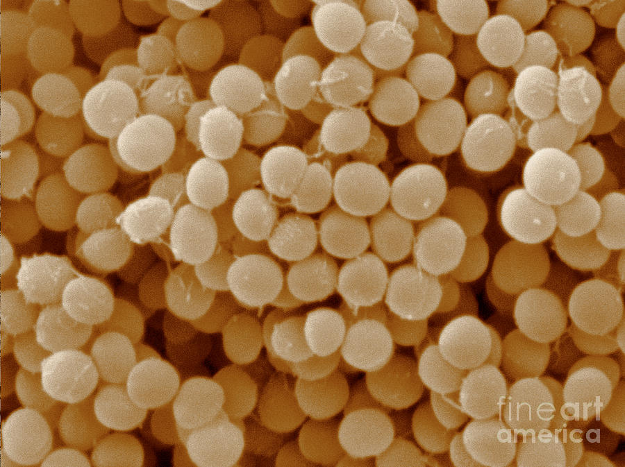 Staphylococcus Capitis Bacteria, Sem #2 Photograph by Scimat