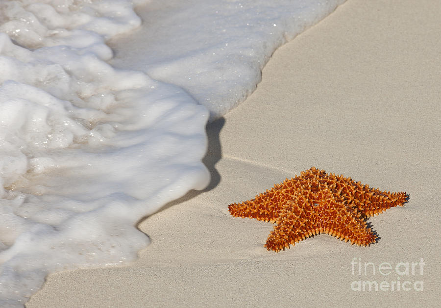 Starfish on Beach #2 Photograph by Anthony Totah