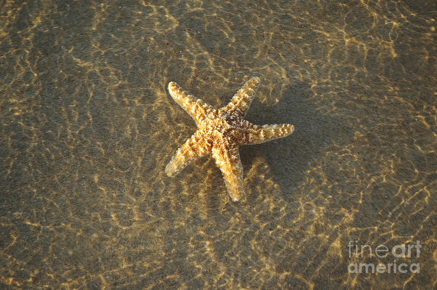 Starfish on Beach #2 Photograph by Mary Van de Ven - Printscapes