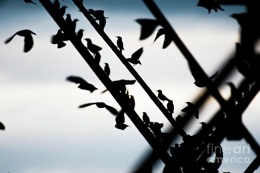 Aberystwyth Photograph - Starlings At Dusk by Keith Morris Aberystwyth Photograph - Starlings At Dusk by Keith Morris