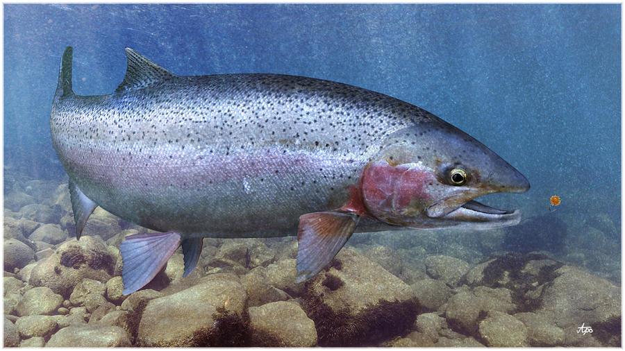 Steelhead Digital Art by Anders Ovesen Fine Art America