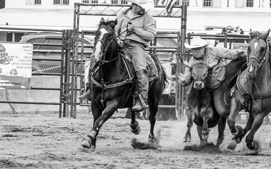 Steer Wrestling Photograph by Bill Ryan - Fine Art America