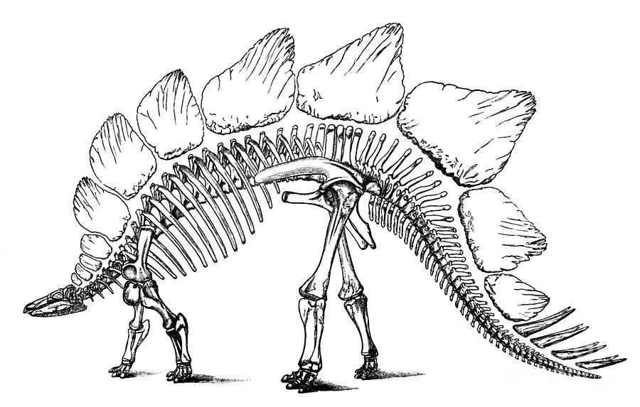 Prehistoric Photograph - Stegosaurus #2 by Science Source