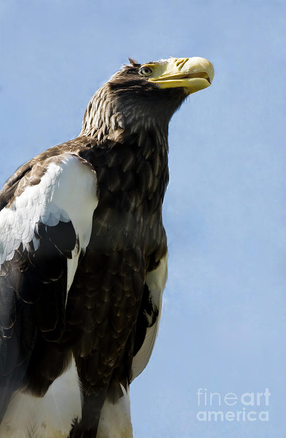 Stellers sea eagle. #3 Photograph by Irina Afonskaya