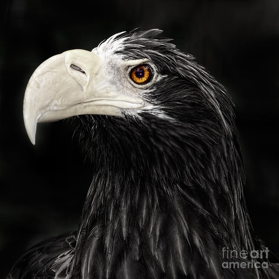 Stellers Sea Eagle #1 Photograph by Joerg Lingnau