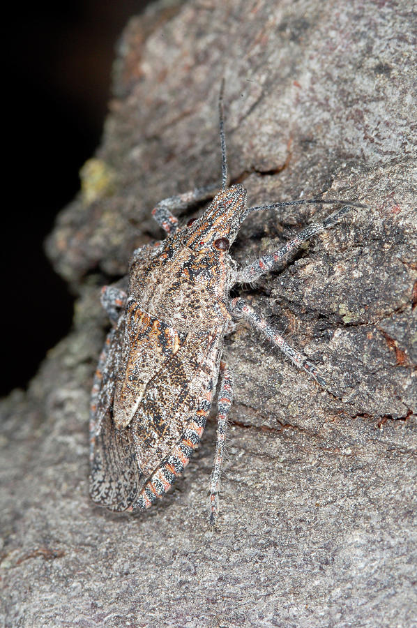 Stink Bug #2 Photograph by Breck Bartholomew