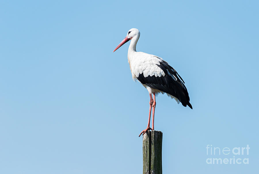 Stork Standing On Wooden Pole Photograph