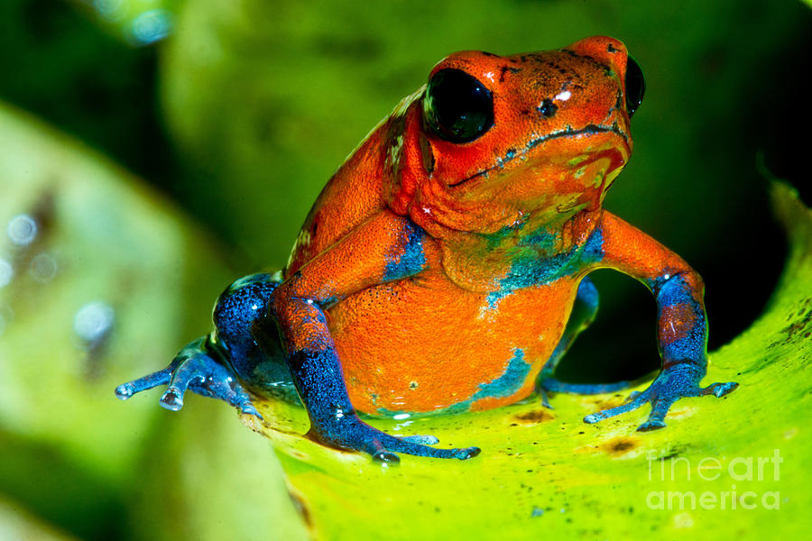 Strawberry Poison Dart Frog #2 Photograph by Dant Fenolio