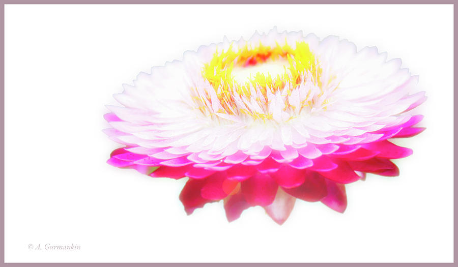 Strawflower Blossoms #2 Digital Art by A Macarthur Gurmankin
