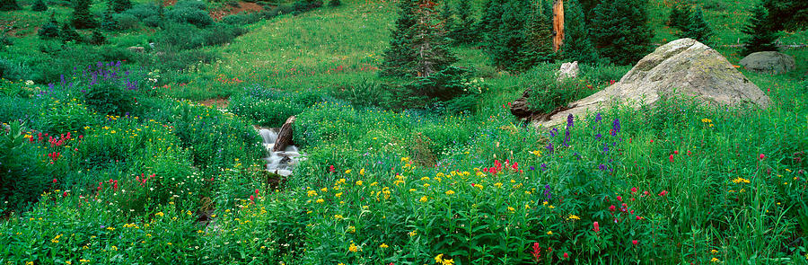 Stream And Alpine Flowers, Ouray #2 Photograph by Panoramic Images