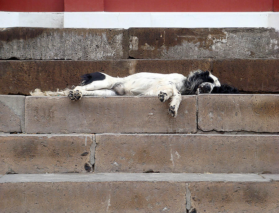 Street Dog Sleeping on Steps Photograph by Karen Zuk Rosenblatt