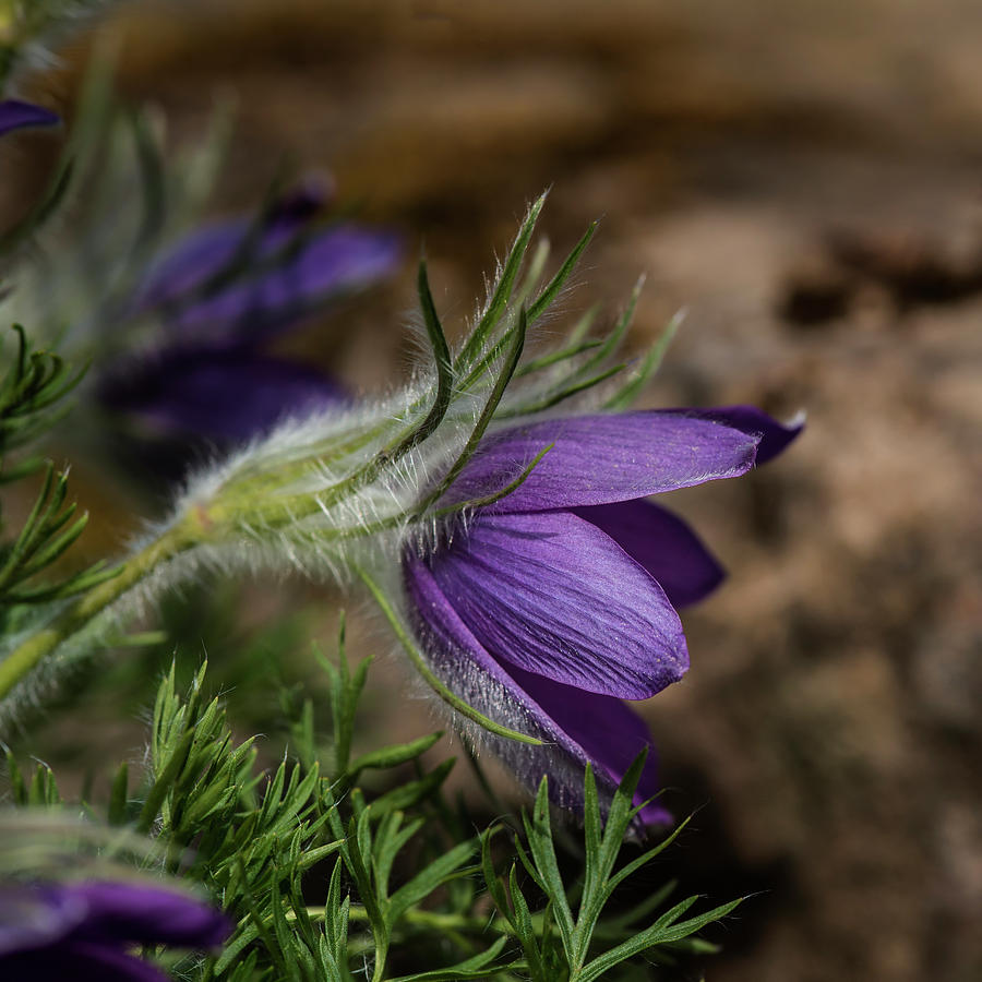 Stunning macro image of Pulsatilla Vulgaris flower in bloom Photograph ...