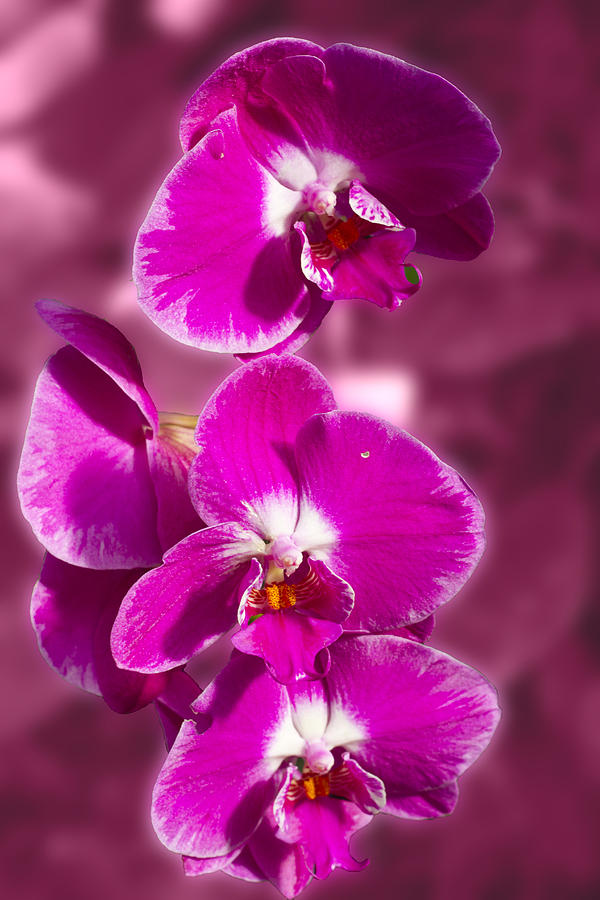 Stunning Orchids #2 Photograph by David French