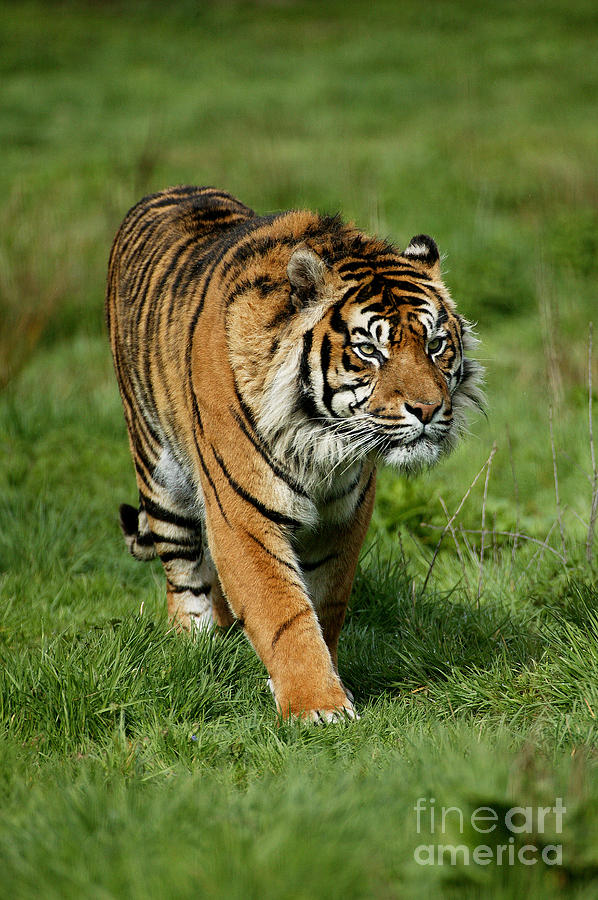 Sumatran Tiger Panthera Tigris Sumatrae #2 Photograph by Gerard Lacz