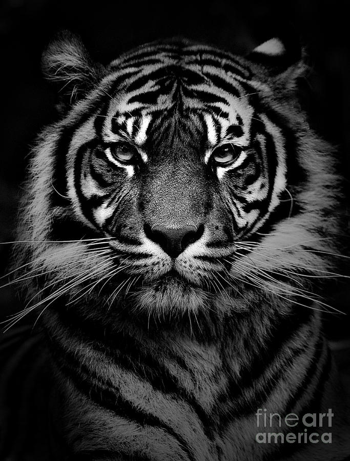 Sumatran tiger Photograph by Sheila Smart Fine Art Photography