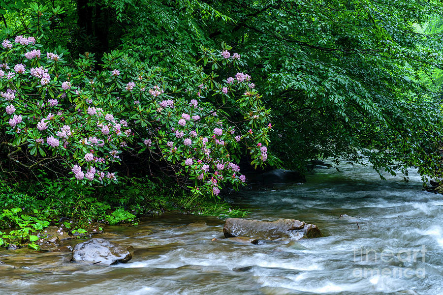 Summer along Birch River #2 Photograph by Thomas R Fletcher