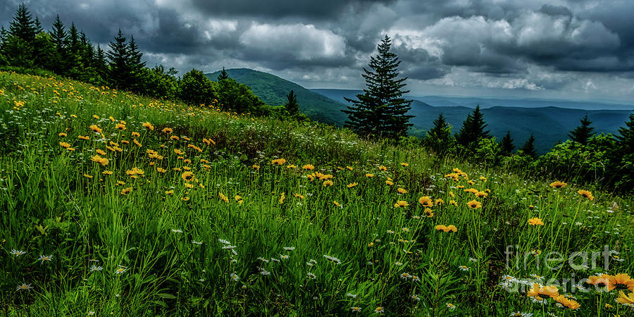 Summer Flowers Highland Scenic Highway #2 Photograph by Thomas R Fletcher