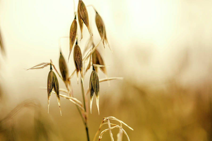 Cereal Photograph - Summer Oat #2 by Nailia Schwarz