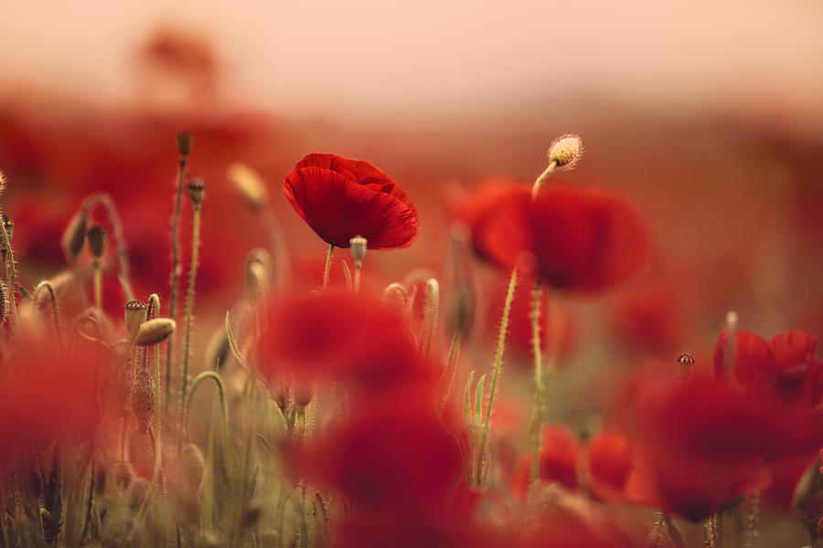 Poppy Photograph - Summer Poppy Meadow #2 by Nailia Schwarz