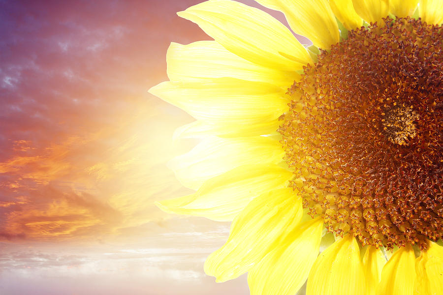 Sun flower #2 Photograph by Les Cunliffe
