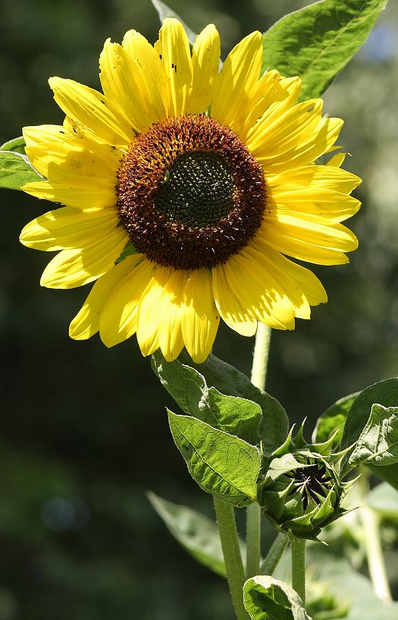 Sunbathing Photograph by Bruce Bley - Fine Art America