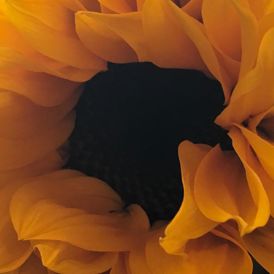 Sunflower #2 Photograph by Anne Thurston