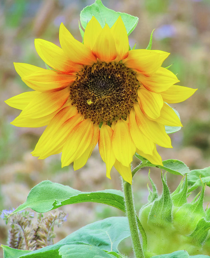 Flower Photograph - Sunflower #2 by Cesar Vieira