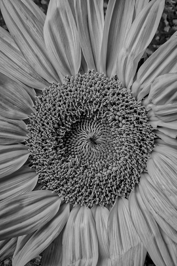 Sunflower Close Up Photograph By Garry Gay Fine Art America 