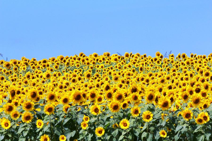 Sunflower Photograph by Donn Ingemie