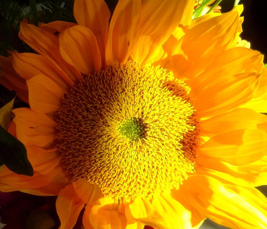Sunflower #2 Photograph by Donna Spadola