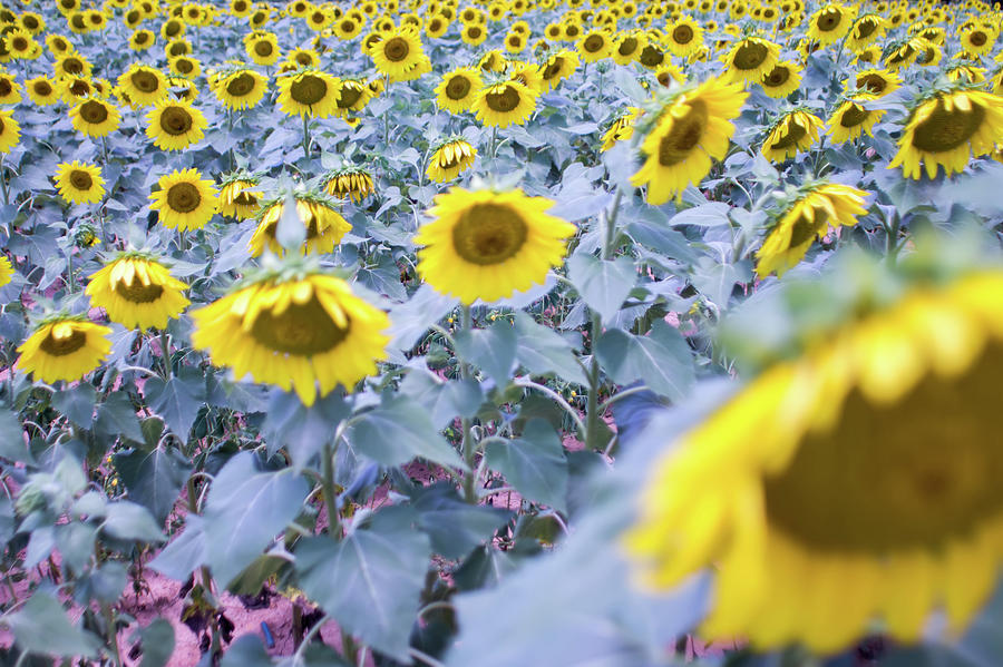 Sunflower Farm Field Landscape In South Carolina #2 Photograph by Alex Grichenko