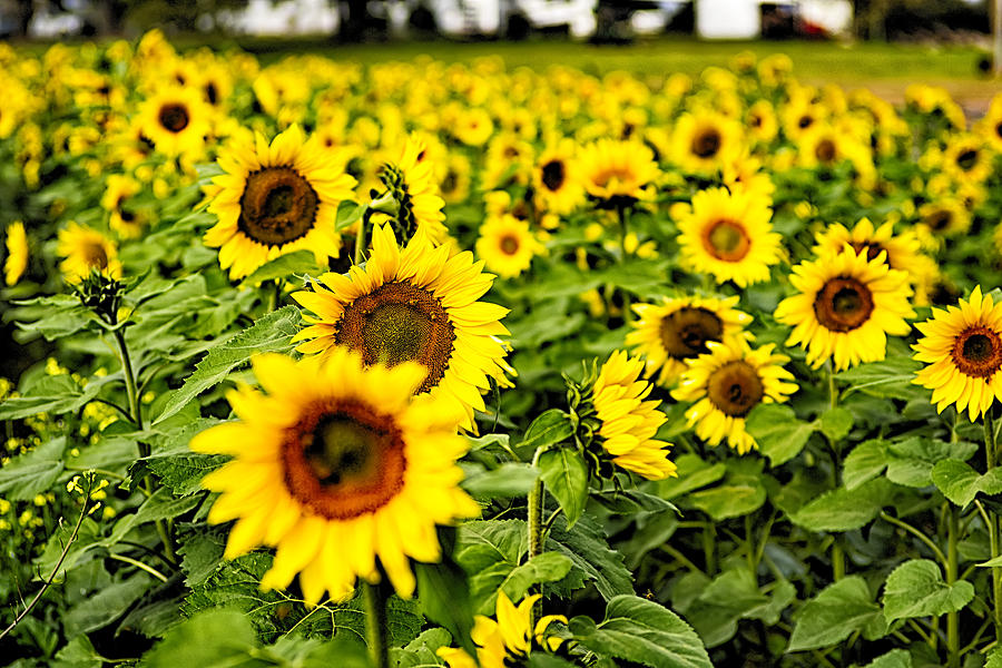 Sunflower Field On A Farm Somewhere In South Carolina Usa #2 Photograph by Alex Grichenko