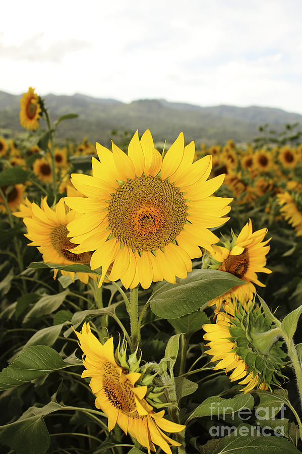 Sunflower field #2 Photograph by Vince Cavataio - Printscapes