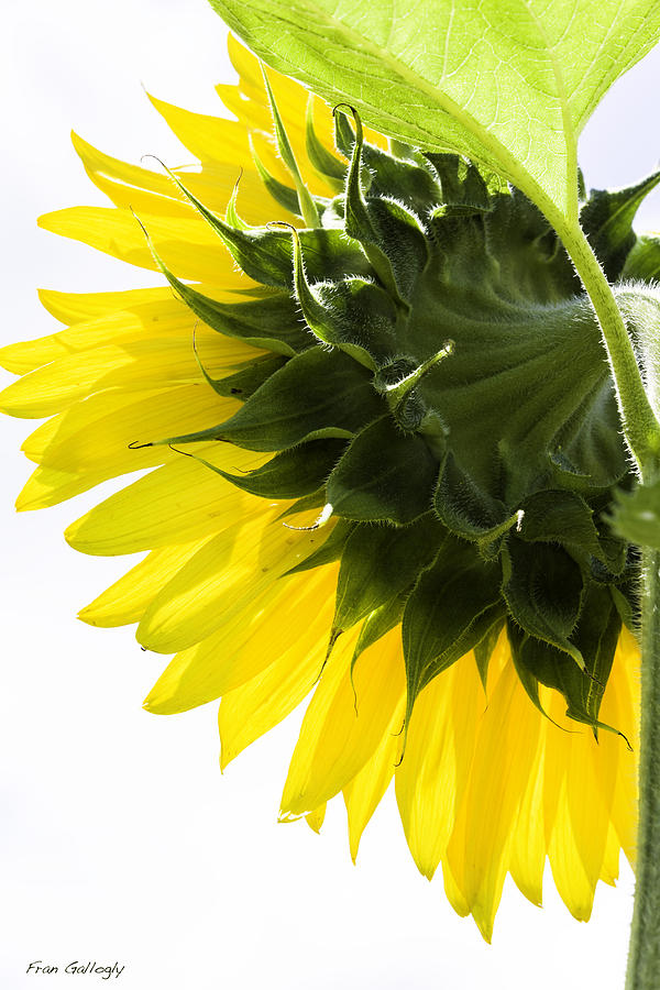 Sunflower #2 Photograph by Fran Gallogly
