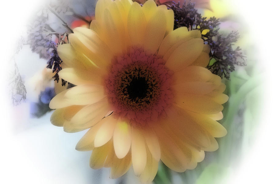 Sunflower #2 Photograph by Hugh Smith