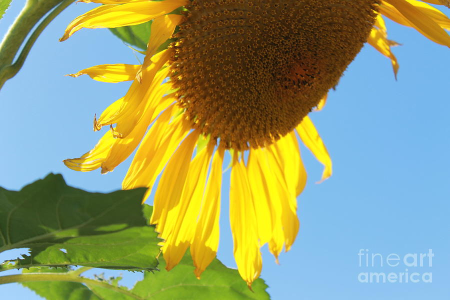 Sunflower #1 Photograph by Pamela Walrath