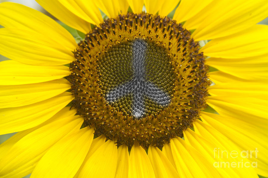 Sunflower Photograph - Sunflower Peace Sign #2 by James BO Insogna
