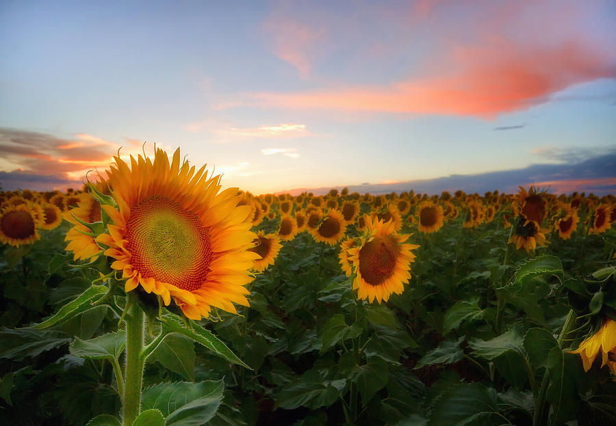 Sunflower #2 Photograph by Ronda Kimbrow