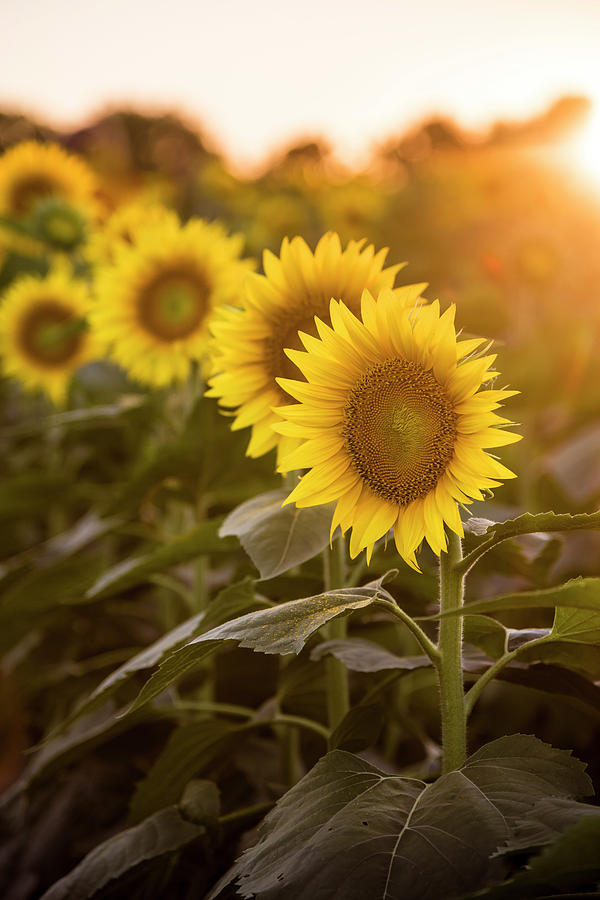 Sunflower Sunset #2 Photograph by Ryan Heffron