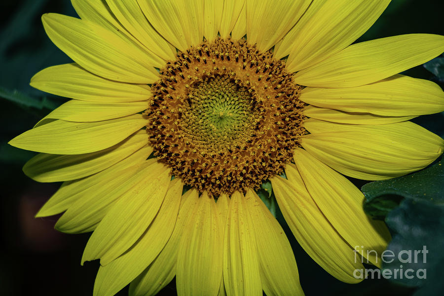 Nature Photograph - Sunflowers in Bloom #3 by Thomas Marchessault